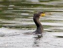 Cormorant – Kormoran